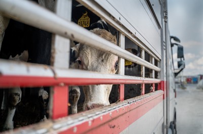 Transport se zvířaty na odpočinkovém stanovišti v Turecku - Nevinné oběti